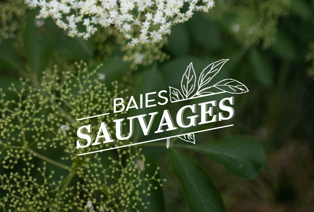 Baies Sauvages